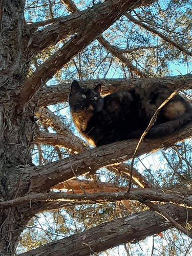 Rascal in Tree 1322