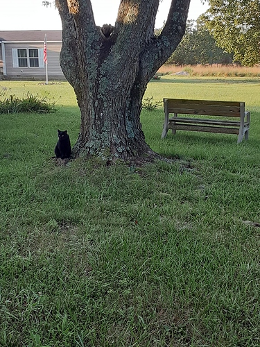 Bagheera Next to Big Maple 82123