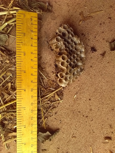 nest for big wasps