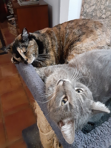 Nic heated cat bed