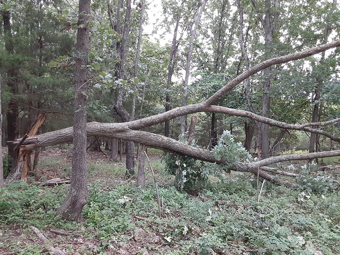 Big Tree Down in the Wood 81523