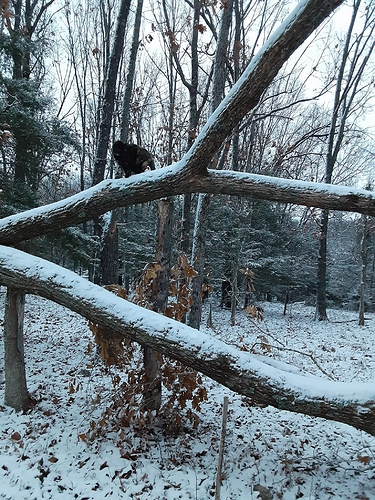 Rascal on Tree in Snow 122923