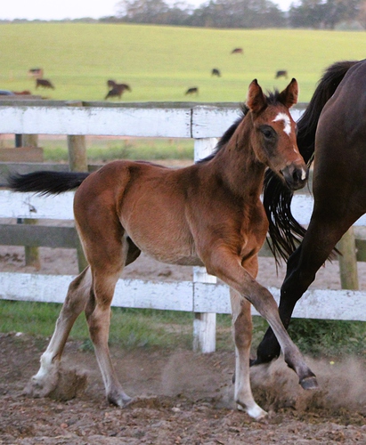 Special filly fenceline 00