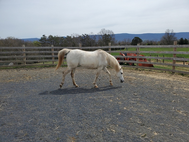 Kami walking 2