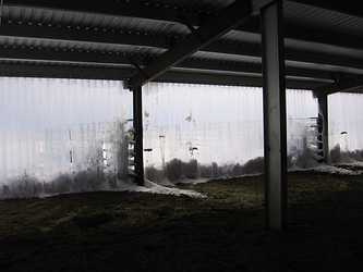 Horses2-20-071792-1
