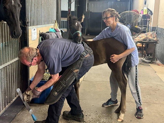 Finn - farrier