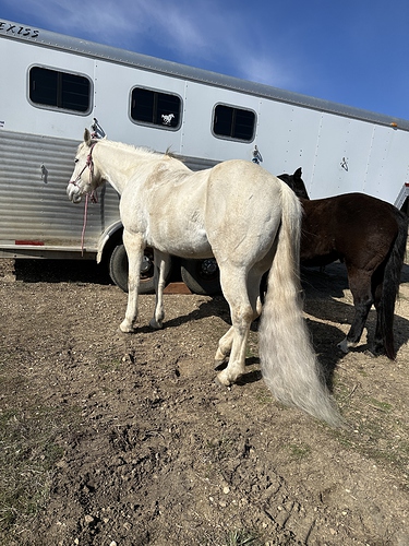 2024-04-20 Lilly tail 2