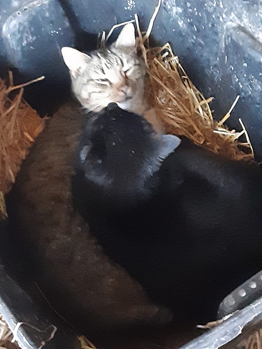 Satin and Bagheera Tucked Up in Straw Shelter 22222