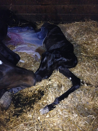 Remy as a newborn foal baby