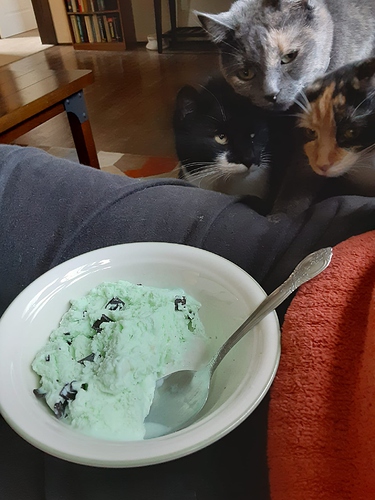 Cats Watching Ice Cream