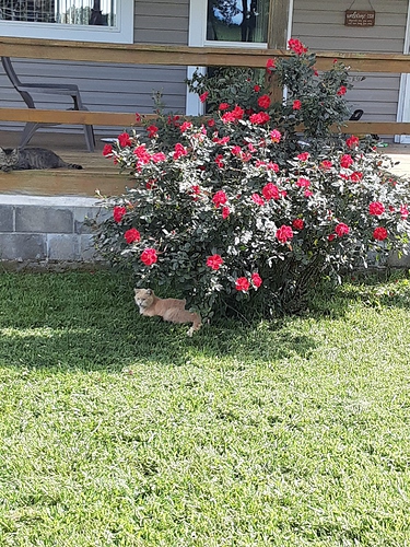 Cotton under Rose with Others on Porch and in Window 81423