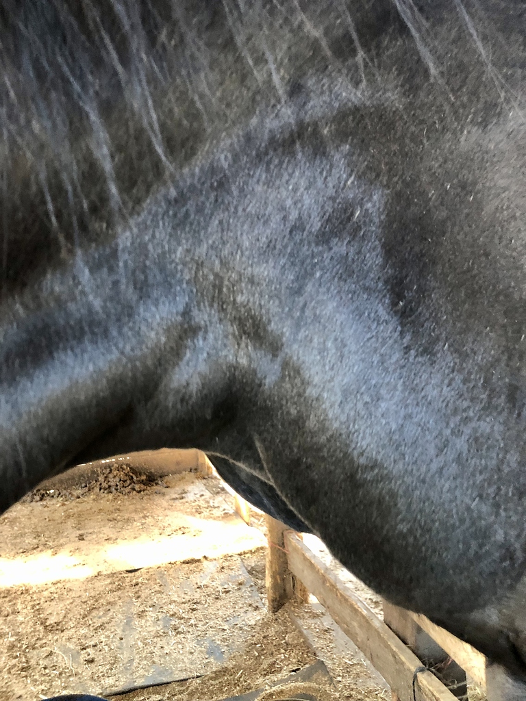 Swelling Horse Care Chronicle Forums