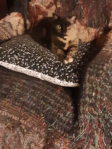 Little Bit on Pillow in Chair 032724