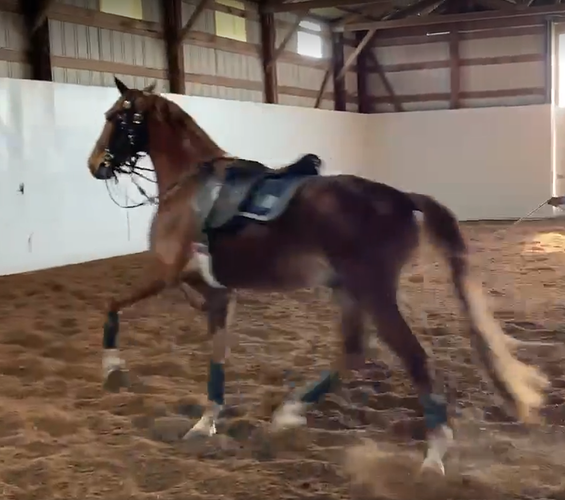 trot lunge
