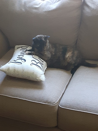 Little Bit with Paws on Pillow 62324