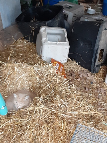 Barn Cats in Straw 22222