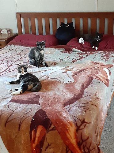 Kittens on Bed 111220