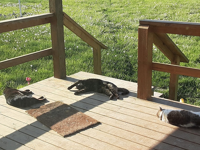 Barn Cats in Sun 42722