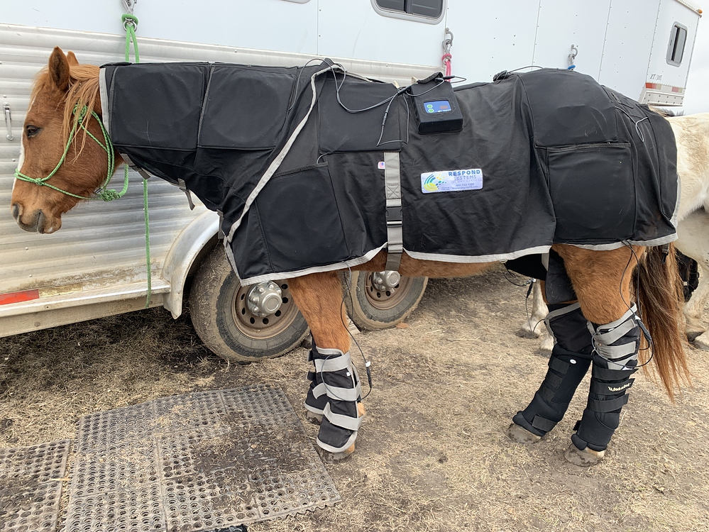 Bemer blanket - Horse Care - Chronicle Forums