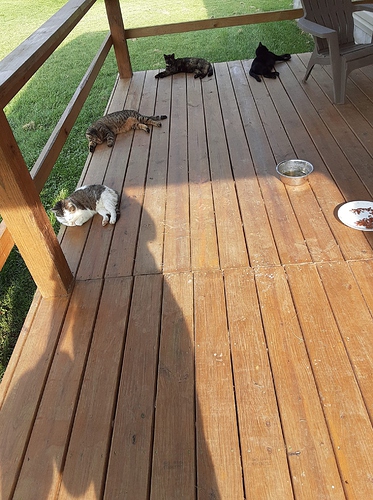 Cats on Porch 9221