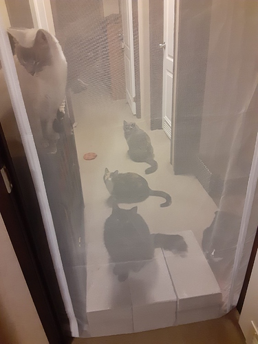 Cats Outside Screen Door 020424