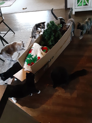 Cats with Christmas Tree Box Pre Setup 2021