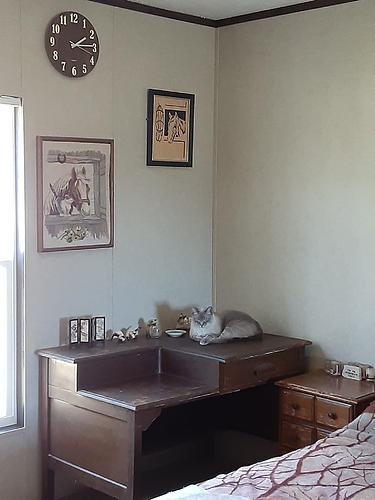 Atticus on Granddaddy's Desk