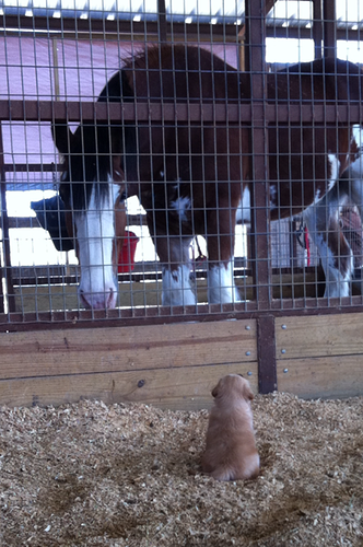Sashawithbighorses