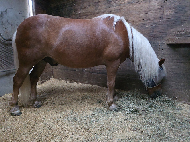 niko side view