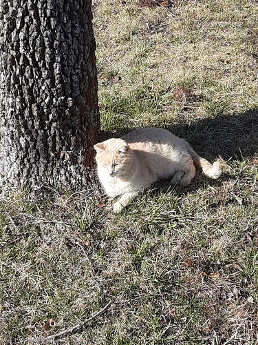 Cotton Next to Tree in Sun 032722