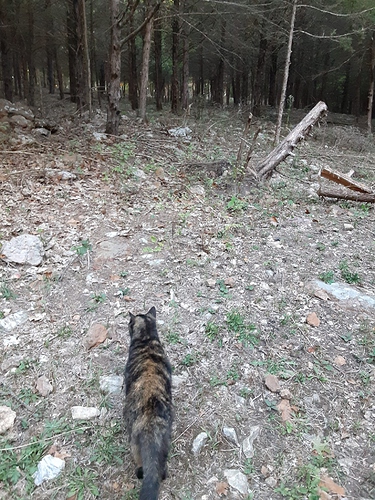 Rascal in Woods 3 100622