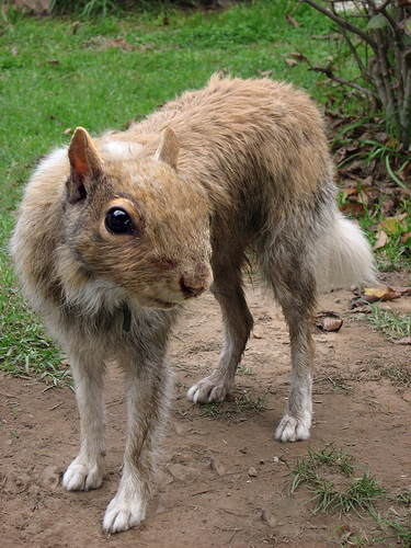 suirreldog2