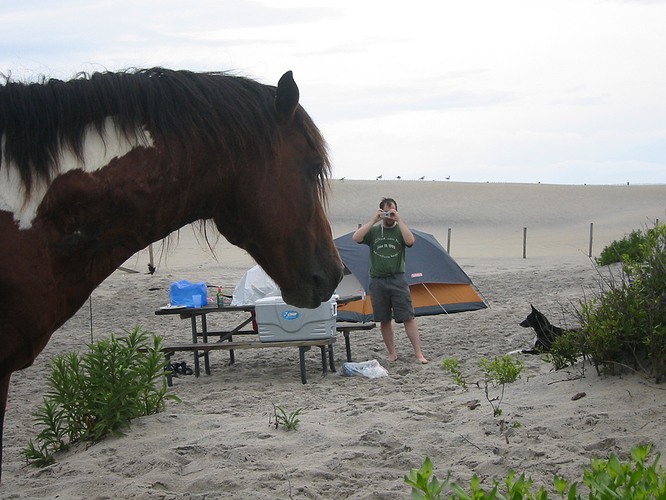 ponyinvader+stacy+shelby