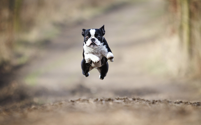 jumping-dog