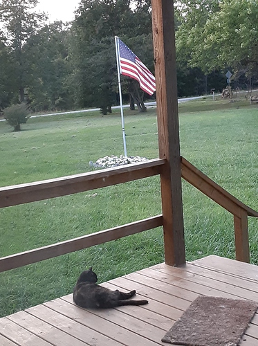 Rascal on Porch with Flag 091021