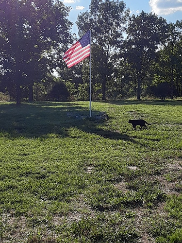 Bagheera Walking in Front of Flag 82222