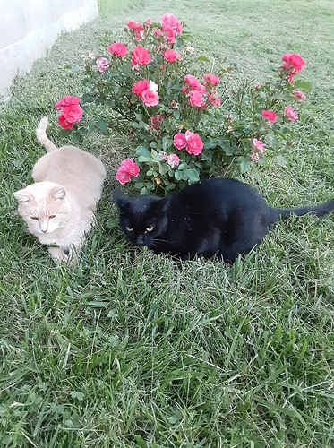 Cotton and Bagheera with Rose