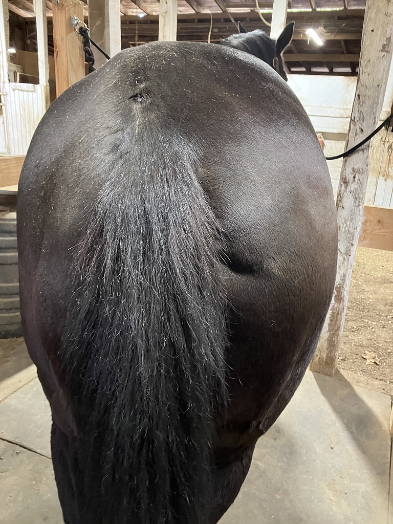 What The Heck Is This Sudden Muscle Atrophy Horse Care Chronicle What The Heck Is This Sudden Muscle Atrophy Horse Care Chronicle