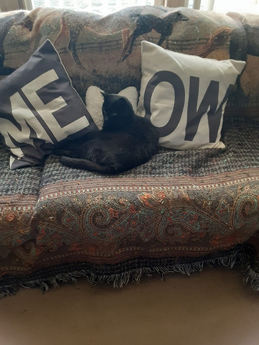 Pharaoh with Meow Pillows 122822