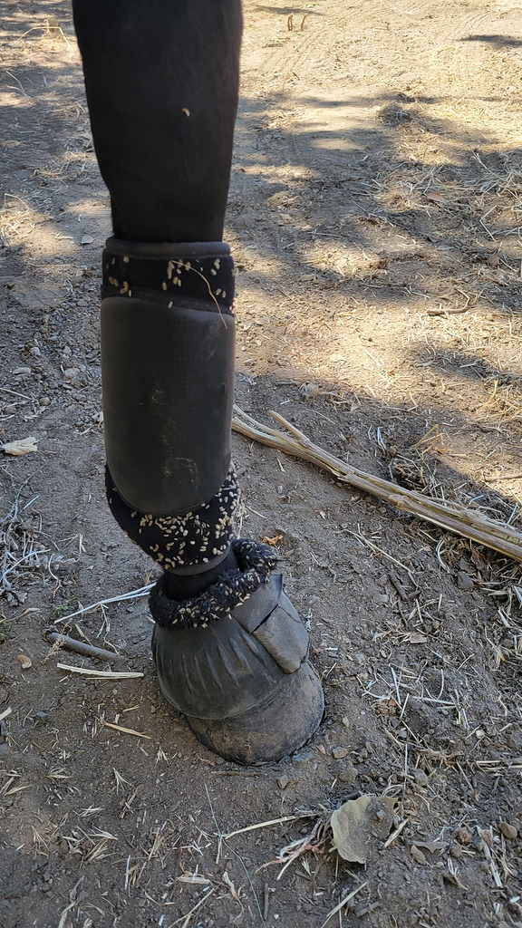 Best hotsell bell boots