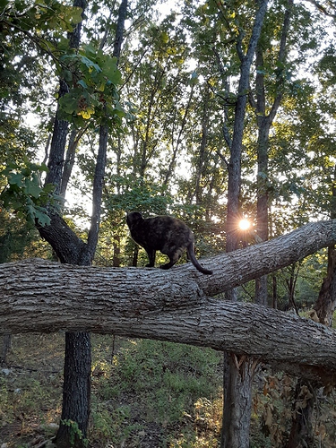 Rascal on Fallen Tree 91423