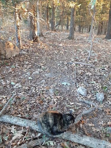 Rascal in Woods 101922