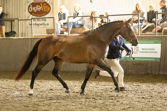 Topper RCRA Trot