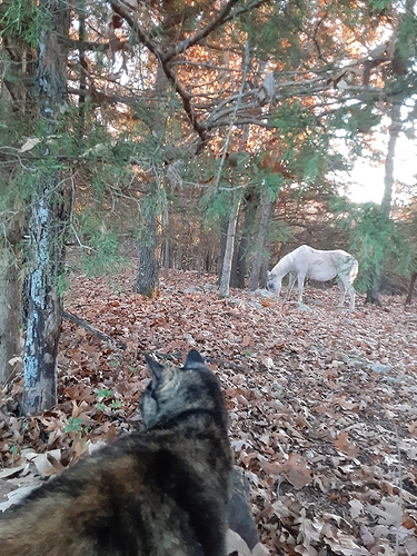 Rascal and Toccata in the Wild Wild Woods 110122