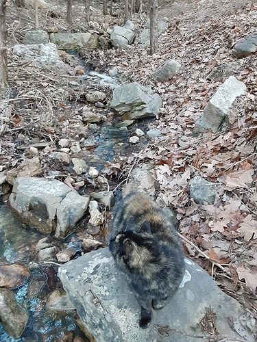 Rascal with Waterfall in Background 21922