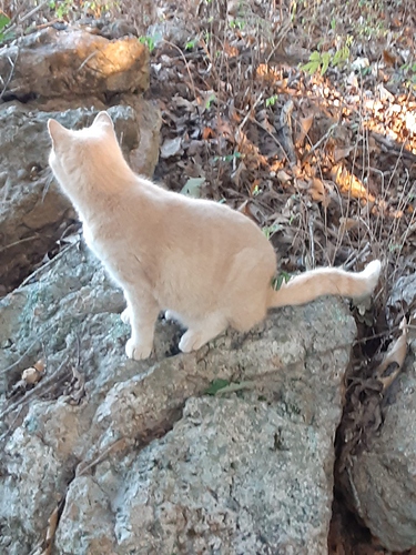 Cotton on Rock in Woods 101022