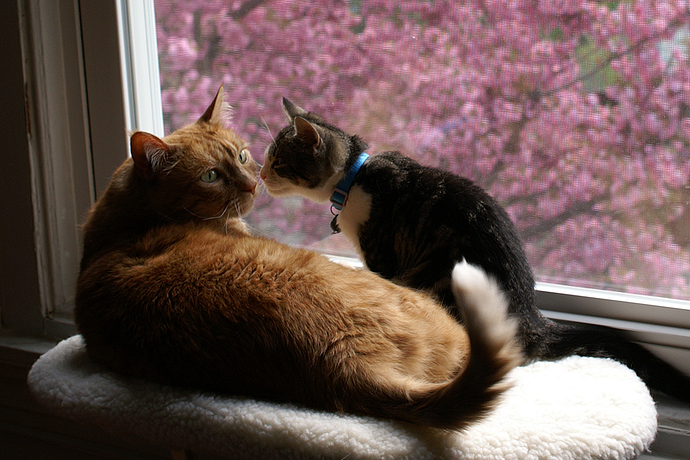 cats_print copy