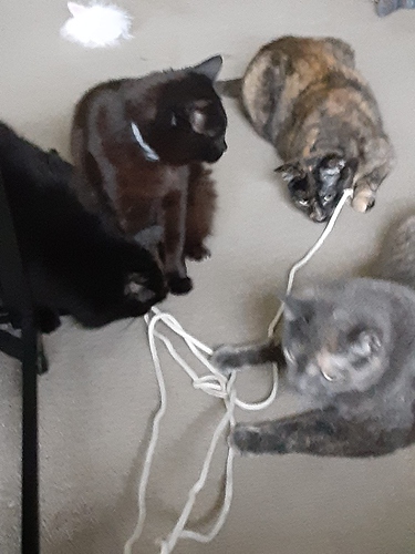 Four Cats Help Wind Up Clothesline