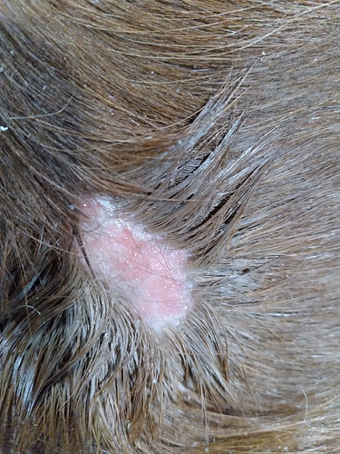 Ringworm? Tick related? Why is my horse oozing! - Horse Care ...