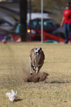 Mar.2021.Rainy-Whippet2-IMG_3531